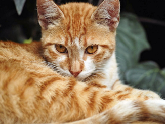 orangetabby