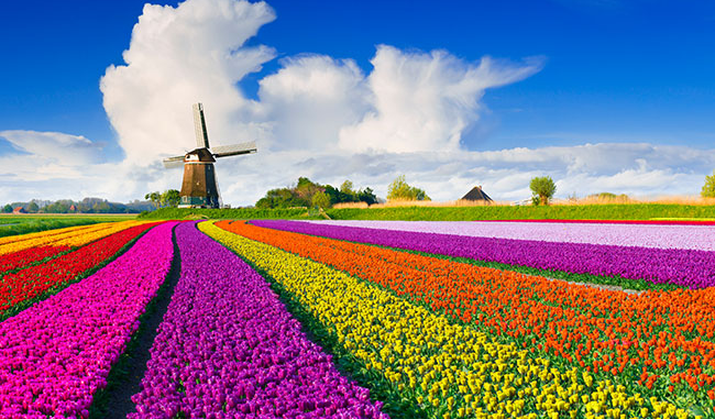 tulipan