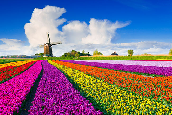 tulipan