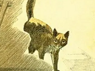 katten