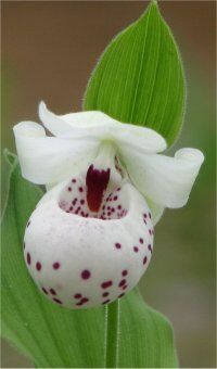 Cypripedium, som den ville have været vist, såfremt teknikken var mulig i 1897.