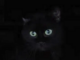 katten
